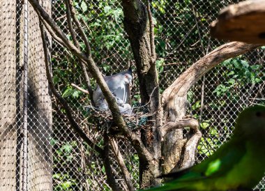 Prag, Çek Cumhuriyeti, 15 Mayıs 2024: Tepeli Güvercin, Çek Cumhuriyeti 'ndeki Prag Hayvanat Bahçesi' ndeki ağaç dalında yavrularıyla birlikte yuvasında oturuyor