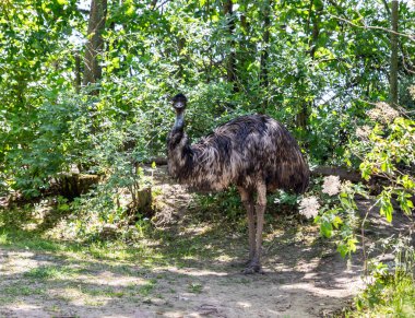 Prag, Çek Cumhuriyeti, 15 Mayıs 2024: Ortak Emu Çek Cumhuriyeti 'ndeki Prag Hayvanat Bahçesi' nde yer alıyor