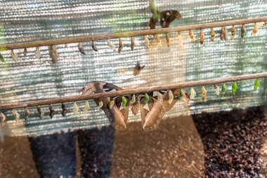 Prag, Çek Cumhuriyeti, 15 Mayıs 2024: Çek Cumhuriyeti 'nin Prag Botanik Bahçesi' ndeki Fata Morgana Tropikal Serasında bir kuluçkada kelebek pupası