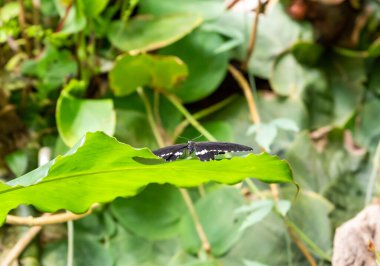 Prag, Çek Cumhuriyeti, 15 Mayıs 2024: Papilio polytes Linnaeus kelebeği Çek Cumhuriyeti 'nin Prag Botanik Bahçesindeki Fata Morgana Tropikal Serasında yeşil yaprakların üzerinde oturuyor