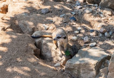 Prag, Çek Cumhuriyeti, 15 Mayıs 2024: Meerkat Çek Cumhuriyeti 'nin Prag Hayvanat Bahçesi sınırları içinde bulunuyor