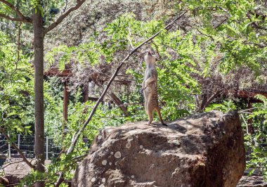Prag, Çek Cumhuriyeti, 15 Mayıs 2024: Meerkat yüksek bir kayanın üzerinde duruyor ve Çek Cumhuriyeti 'ndeki Prag Hayvanat Bahçesi' nin çevresine bakıyor