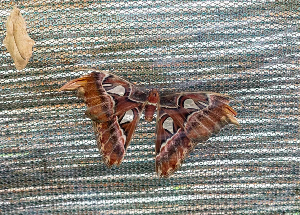 Prag, Çek Cumhuriyeti, 15 Mayıs 2024: Attacus atlas Linnaeus kelebeği Çek Cumhuriyeti 'nin Prag Botanik Bahçesindeki Fata Morgana Tropikal Serasında oturuyor