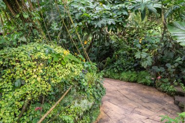 Prag, Çek Cumhuriyeti, 15 Mayıs 2024: Çek Cumhuriyeti 'nin Prag Botanik Bahçesi' ndeki Fata Morgana Tropikal Serasında Sokak