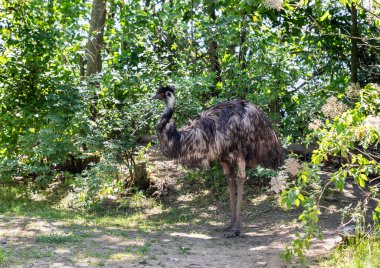 Prag, Çek Cumhuriyeti, 15 Mayıs 2024: Ortak Emu Çek Cumhuriyeti 'ndeki Prag Hayvanat Bahçesi' nde yer alıyor