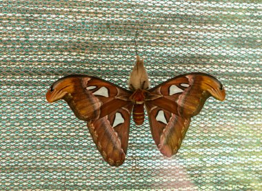 Prag, Çek Cumhuriyeti, 15 Mayıs 2024: Attacus atlası Linnaeus kelebeği Çek Cumhuriyeti Prag Botanik Bahçesindeki Fata Morgana Tropikal Serasında kozanın üzerinde oturuyor