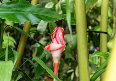 Prag, Çek Cumhuriyeti, 15 Mayıs 2024: Çek Cumhuriyeti Prag Botanik Bahçesindeki Fata Morgana Tropikal Serasında Meşale Ginger çiçeği