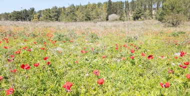İsrail 'in kuzeyindeki Yokneam kenti yakınlarındaki Shofet Akımı Doğa Koruma Alanı' ndaki çayırda çok sayıda kırmızı anemon çiçeği yetişiyor.