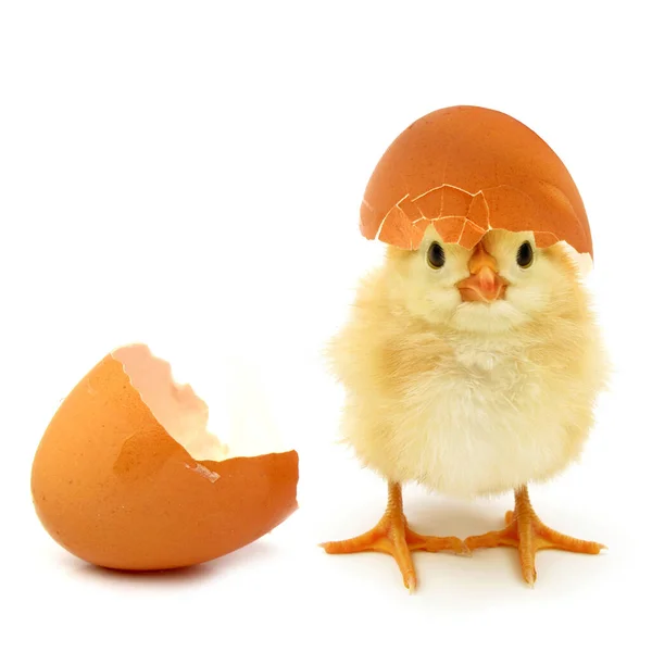Kafasında Kırık Yumurta Kabuğu Olan Komik Yeni Doğmuş Piliç Kavramsal — Stok fotoğraf
