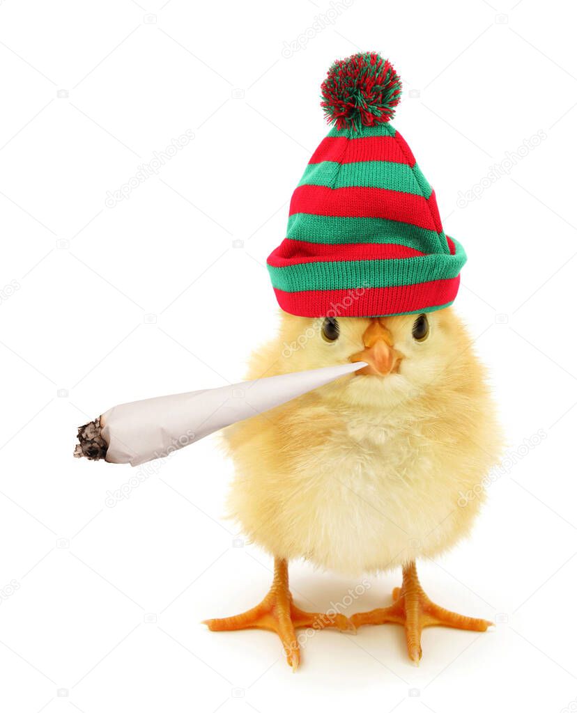  Cute chick with cannabis joint funny conceptual photo                               