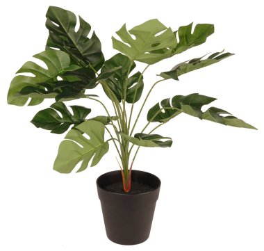 Çiçek saksısı dekorasyonundaki yapay bitki Philodendron beyaz arkaplanda izole edilmiş                               