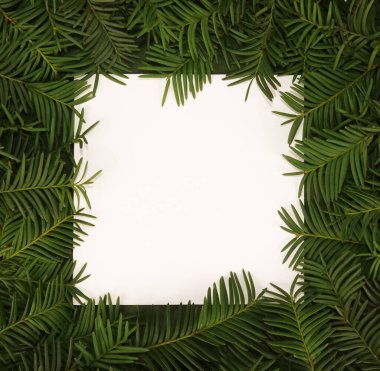 Kozalaklı ağaç dalları güzel metin çerçevesi her zaman yeşil yaprak kenar arkaplanı                               