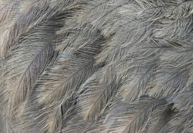 İşte emu kuşunun tüyleri.                                