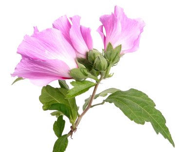 Yapraklı pembe amber çiçeği.