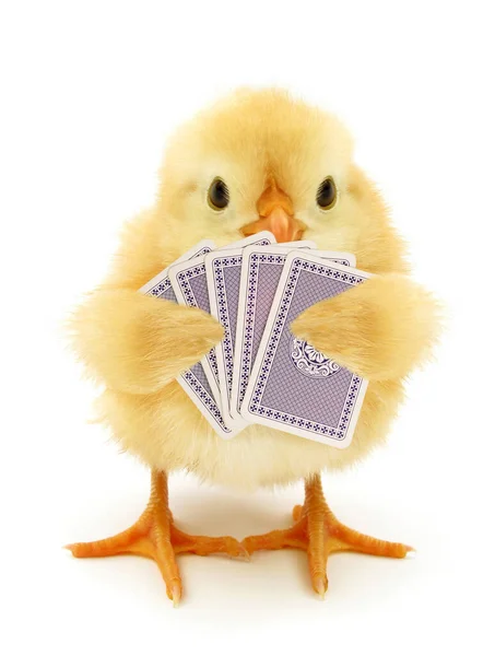 Schattig Chick Het Spelen Van Kaarten Gokken Grappig Conceptuele Foto — Stockfoto