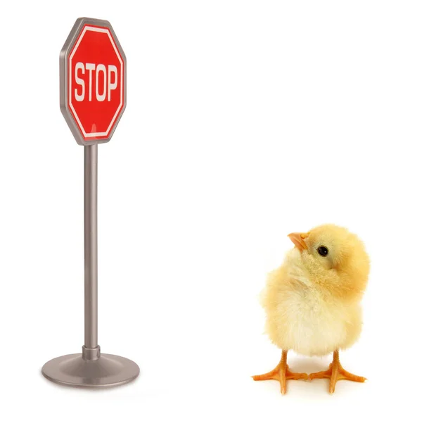 Chick Dur Işareti Kavramsal Sahne Arıyor — Stok fotoğraf