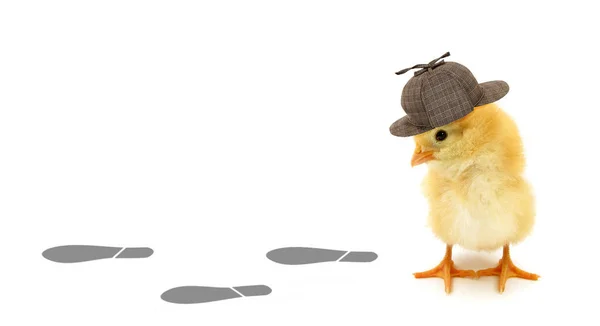 Chick Detective Kijkt Naar Beneden Volgt Voetafdrukken Sporen Conceptuele Foto — Stockfoto