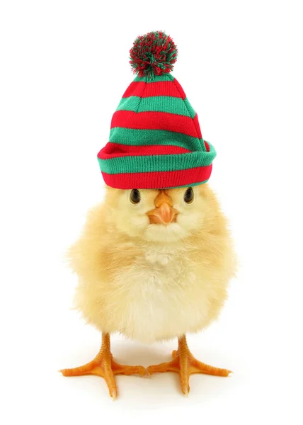 Kış Şapkalı Tavuk — Stok fotoğraf