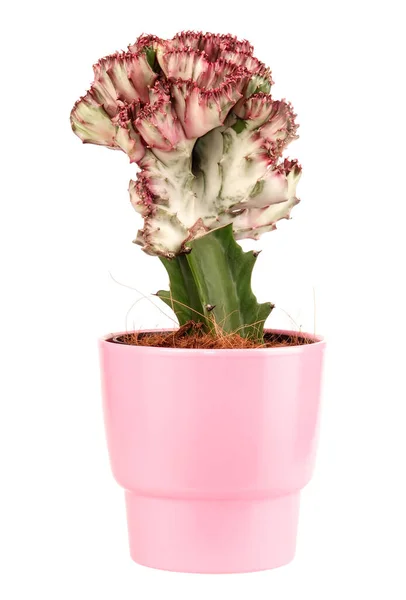 Mooie Geënte Cactus Roze Bloempot Geïsoleerd Witte Achtergrond — Stockfoto