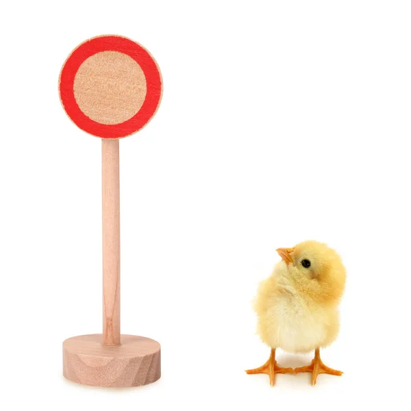Chick Kijkt Omhoog Teken Toont Verboden Toegang Conceptuele Foto Verboden — Stockfoto