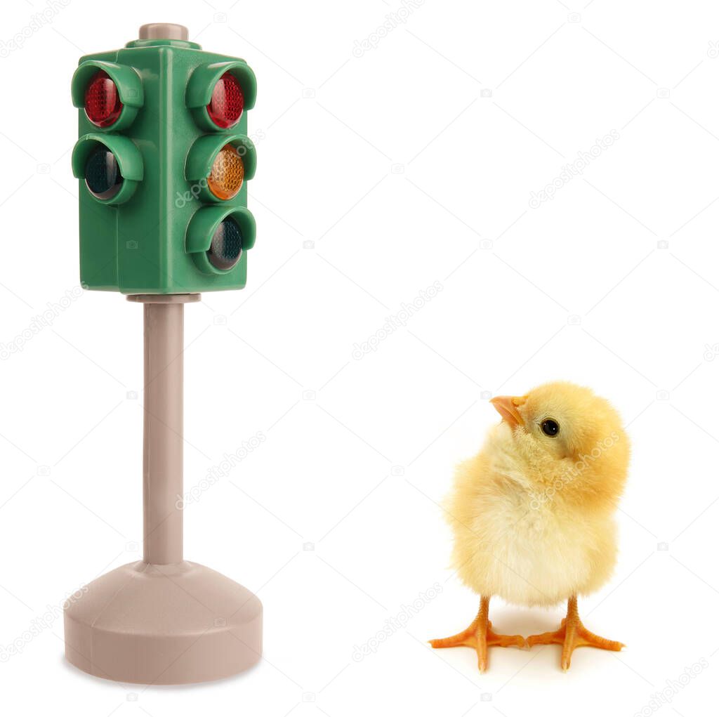          This is a concept photo of chick looking in traffic lights.                       