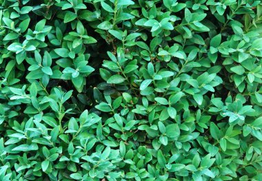 Buxus sempervirens yaygın kutu Avrupa boxwood yaprakları çalılar                              
