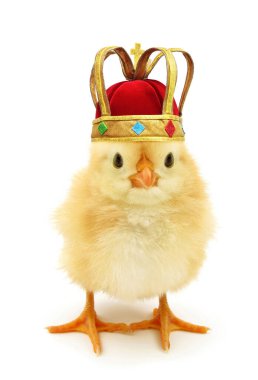 Cute chick king or queen monarch costumed with golden crown                                clipart