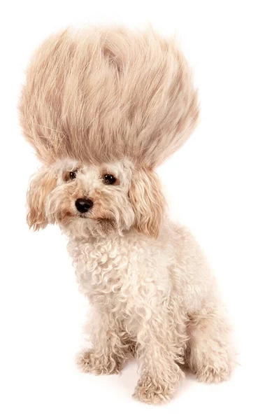 Beyaz Arka Planda Saç Kesimi Peruk Saçı Olan Çılgın Köpek — Stok fotoğraf
