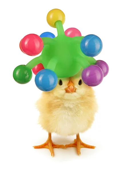 Crazy Chick Even Crazier Jester Hat Joker — Stock Photo, Image