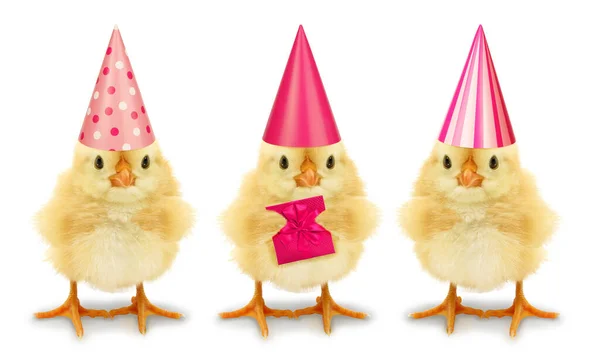 Three Chicks High Birthday Hats Isolated White Background — Stock Photo, Image