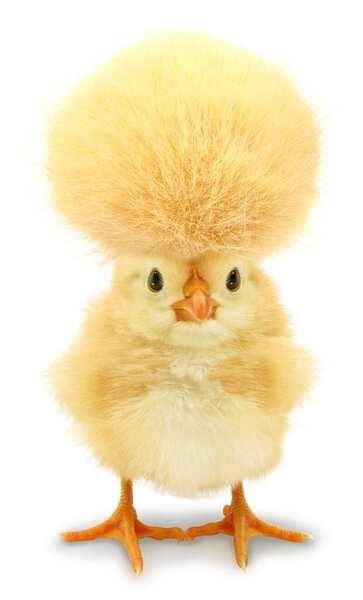 Сумасшедшая черная цыпочка с нелепыми волосами                               