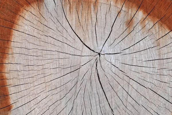 Ringe Auf Holzbalken Querschnitt Holz Hintergrund — Stockfoto