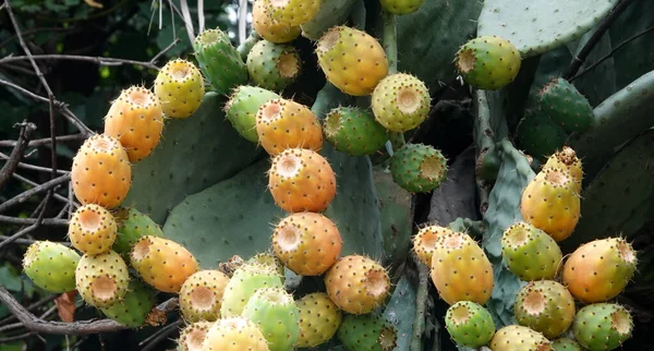 Opuntia cactus with fruits prickly pears