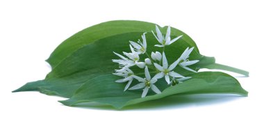  R Ramson vahşi sarımsak Allium ursinum yaprakları ve çiçek                               