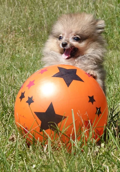 Bir Pomeranya Köpek Yavrusu Topu Olan Küçük Bir Köpek Adı — Stok fotoğraf