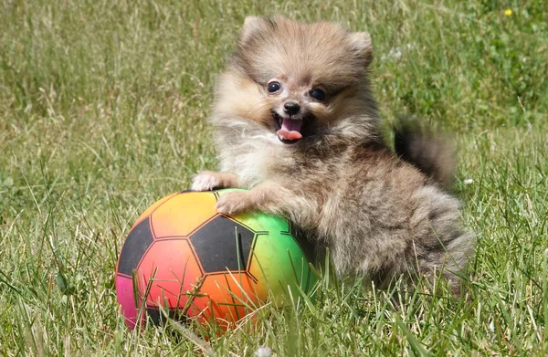 ポメラニア子犬小さな犬遊びとともにボール — ストック写真