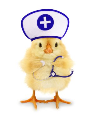 Steteskoplu tatlı hatun doktor tavuk komik kavramsal fotoğraf    