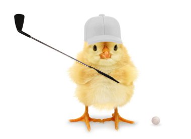 Şirin piliç golfçü golf sopası, komik kavramsal imaj.                                