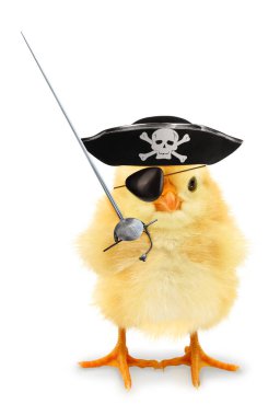 Şirin piliç korsan korsan Sabre 'nin komik kavramsal görüntüsü                                  