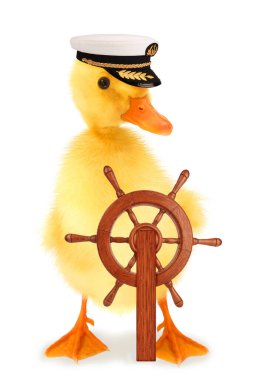  Şirin bir piliç gemi kaptanı, ahşap dümen tekeri komik kavramsal görüntüsü var.                               