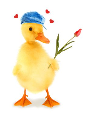    Şirin, havalı ördek yavrusu şef ördek pişiren ahşap kepçeli komik kavramsal görüntülü                             