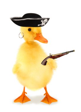    Şirin, havalı ördek yavrusu şef ördek pişiren ahşap kepçeli komik kavramsal görüntülü                             