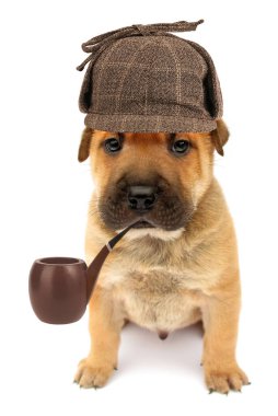 Beyaz arka planda izole edilmiş piposu olan sevimli köpek yavrusu dedektifi.                                