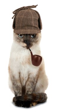 Huysuz kedi dedektifi piposuyla beyaz arka plan kavramsal fotoğrafında izole edilmiş. 