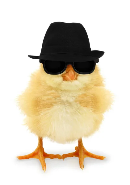 漂亮酷的小鸡 戴着墨镜 头戴黑色帽子 — 图库照片