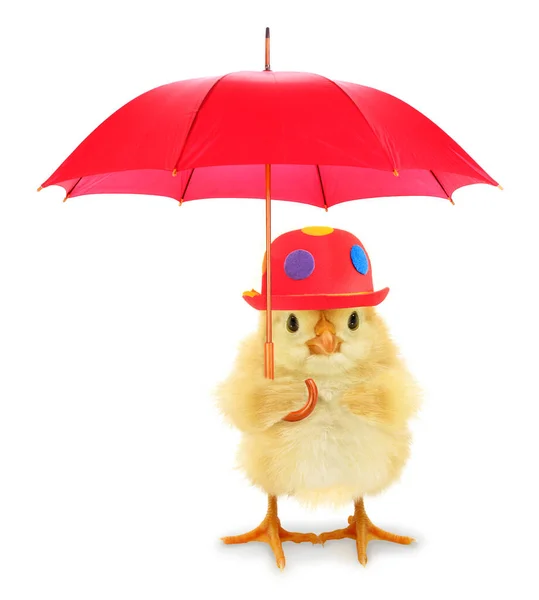 Chick Cool Mignon Avec Chapeau Rouge Parapluie Drôle Image Conceptuelle — Photo