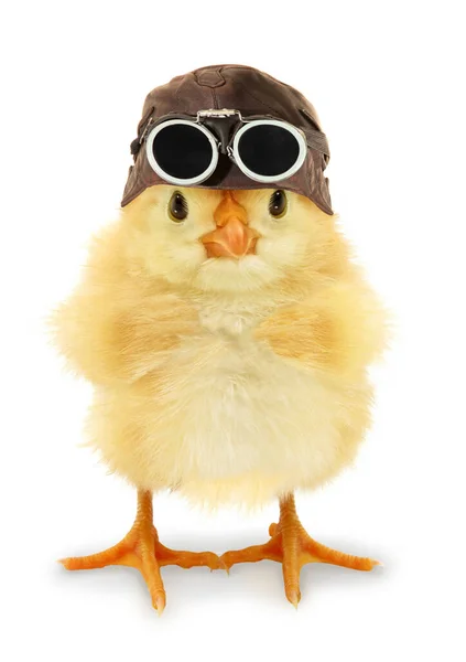 Cute Cool Chick Aviator Skórzanym Pilotem Czapki Zabawny Obraz Koncepcyjny — Zdjęcie stockowe