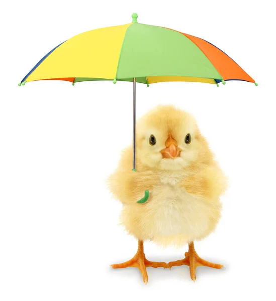 漂亮酷的小鸡 带着五彩缤纷的伞 有趣的概念形象 — 图库照片