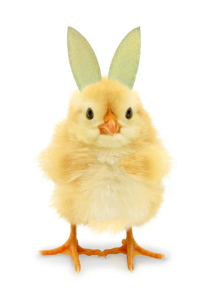 Crazy Chick Ridiculous Mutant Ears Funny Baby Animals Concept — Stock Photo, Image