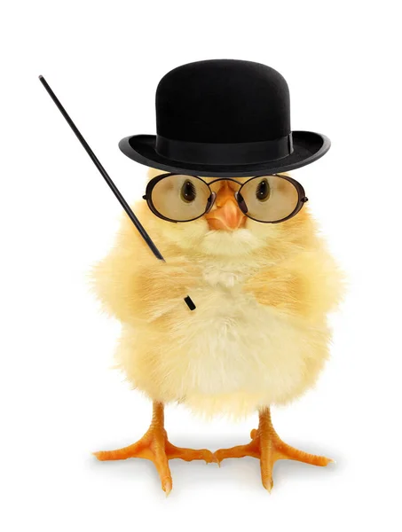 Çok Hoş Bir Ördek Yavrusu Öğretmeni Profesör Ördek Okutmanı Komik — Stok fotoğraf